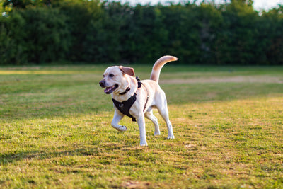 Labrador