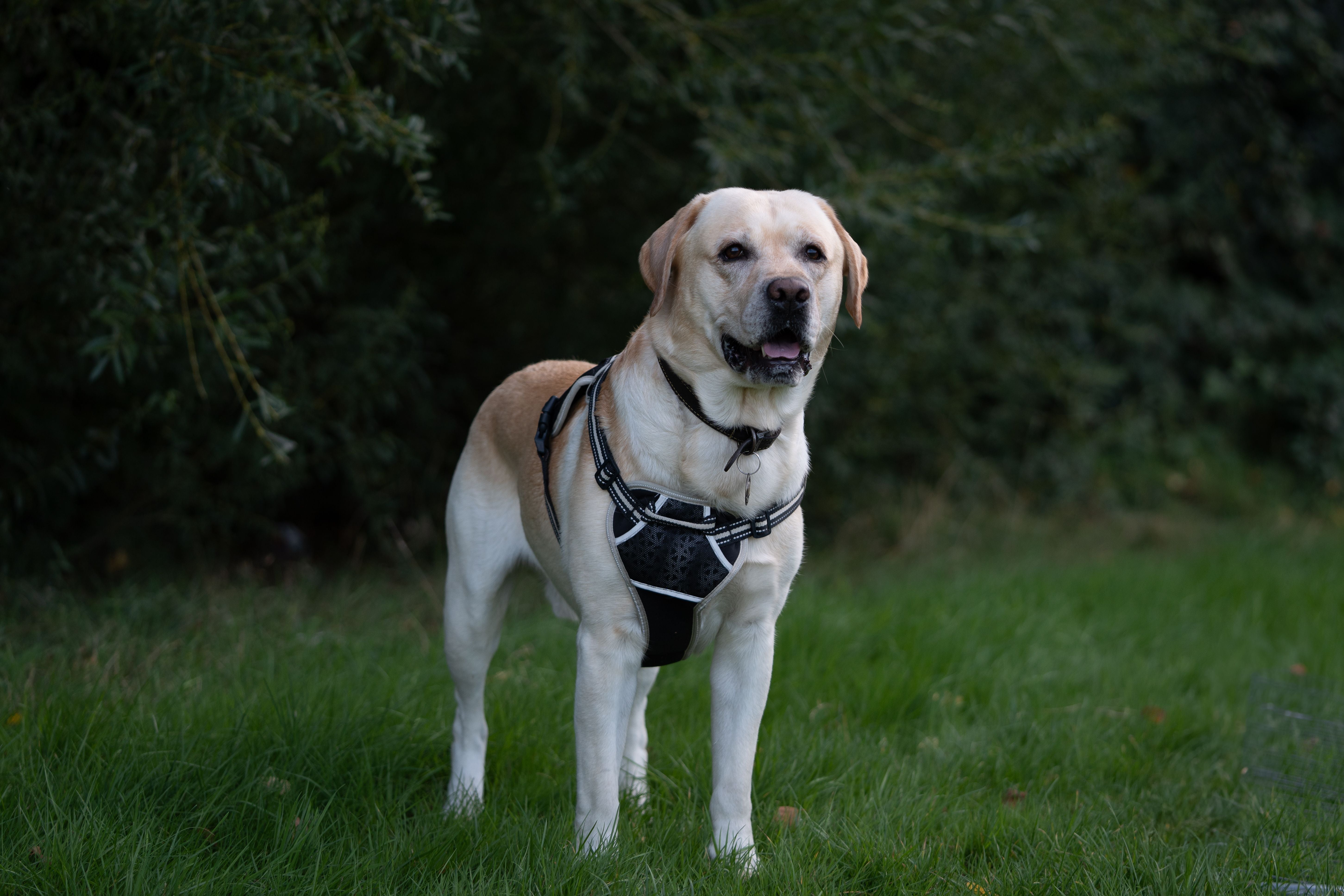 Labrador Retriever