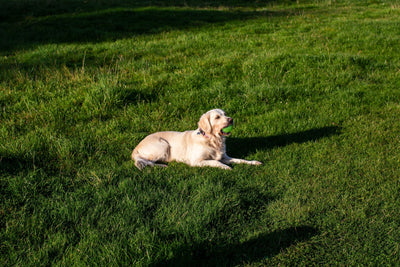 Golden Retriever puppy healthy and active outdoors