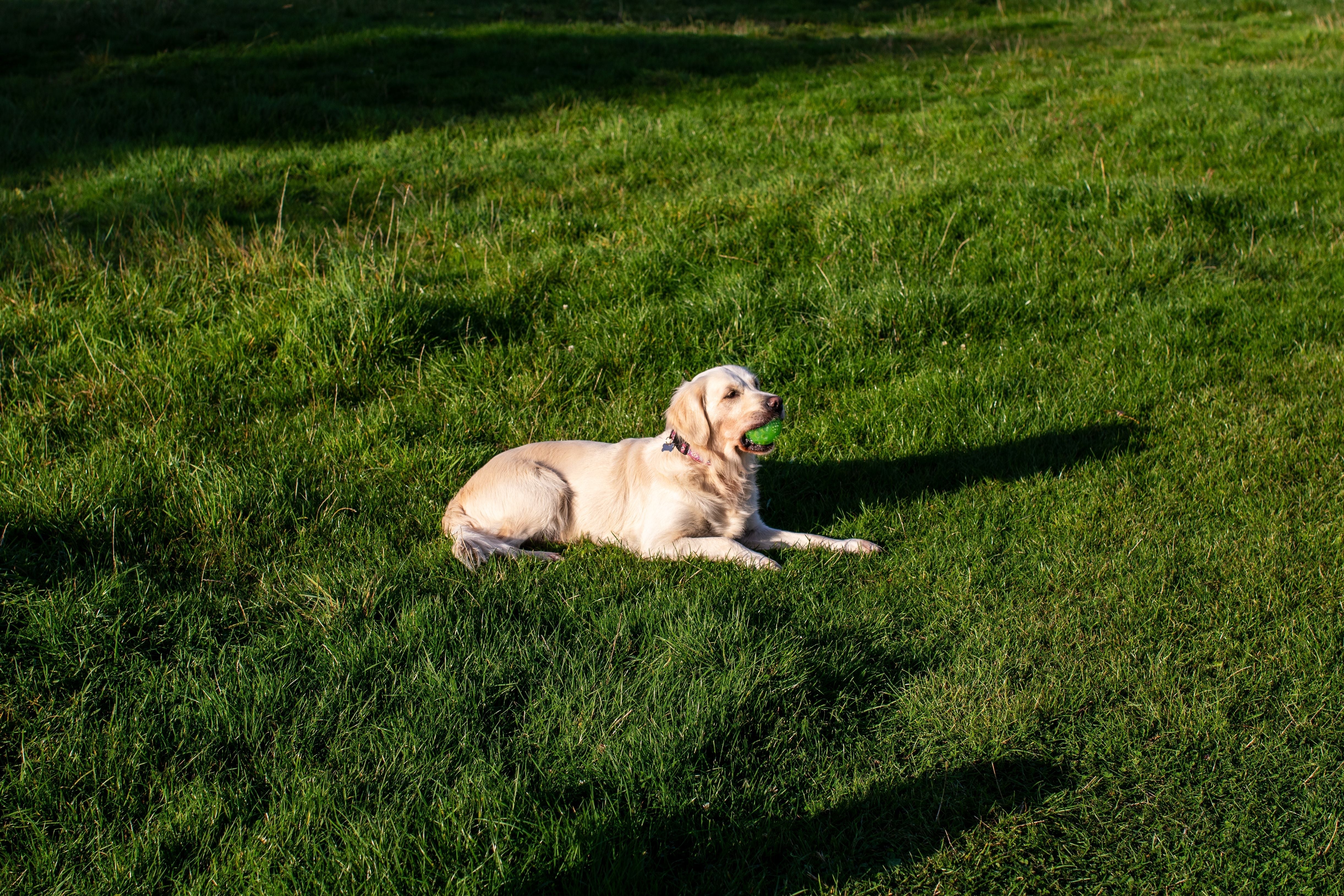 Golden Retriever puppy healthy and active outdoors