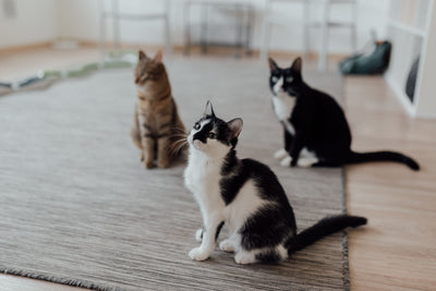 Tabby cat walking through a bright modern living room