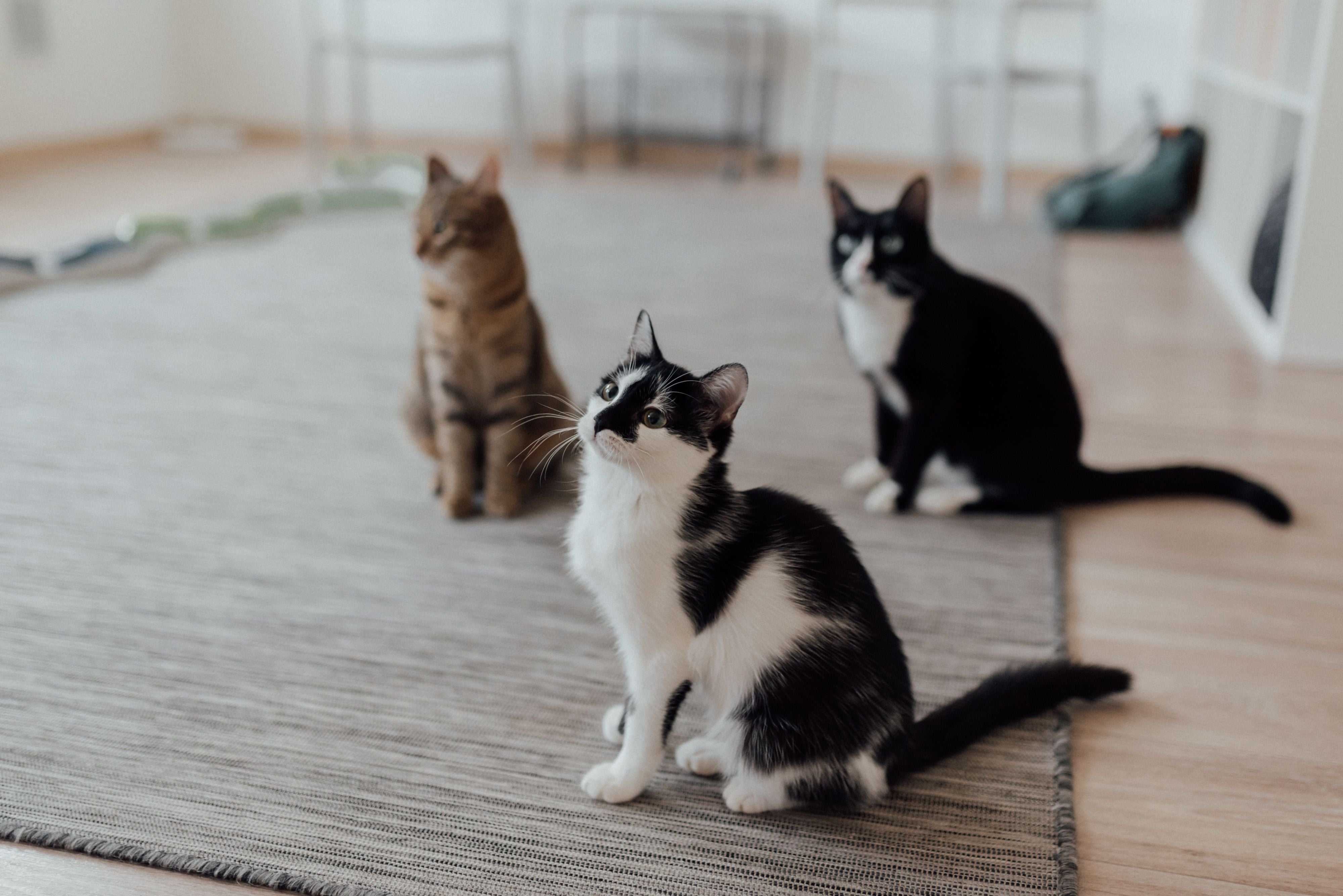 Tabby cat walking through a bright modern living room