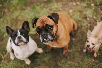 Three dogs, including a French Bulldog, Boxer, and Chihuahua, sitting on grass
