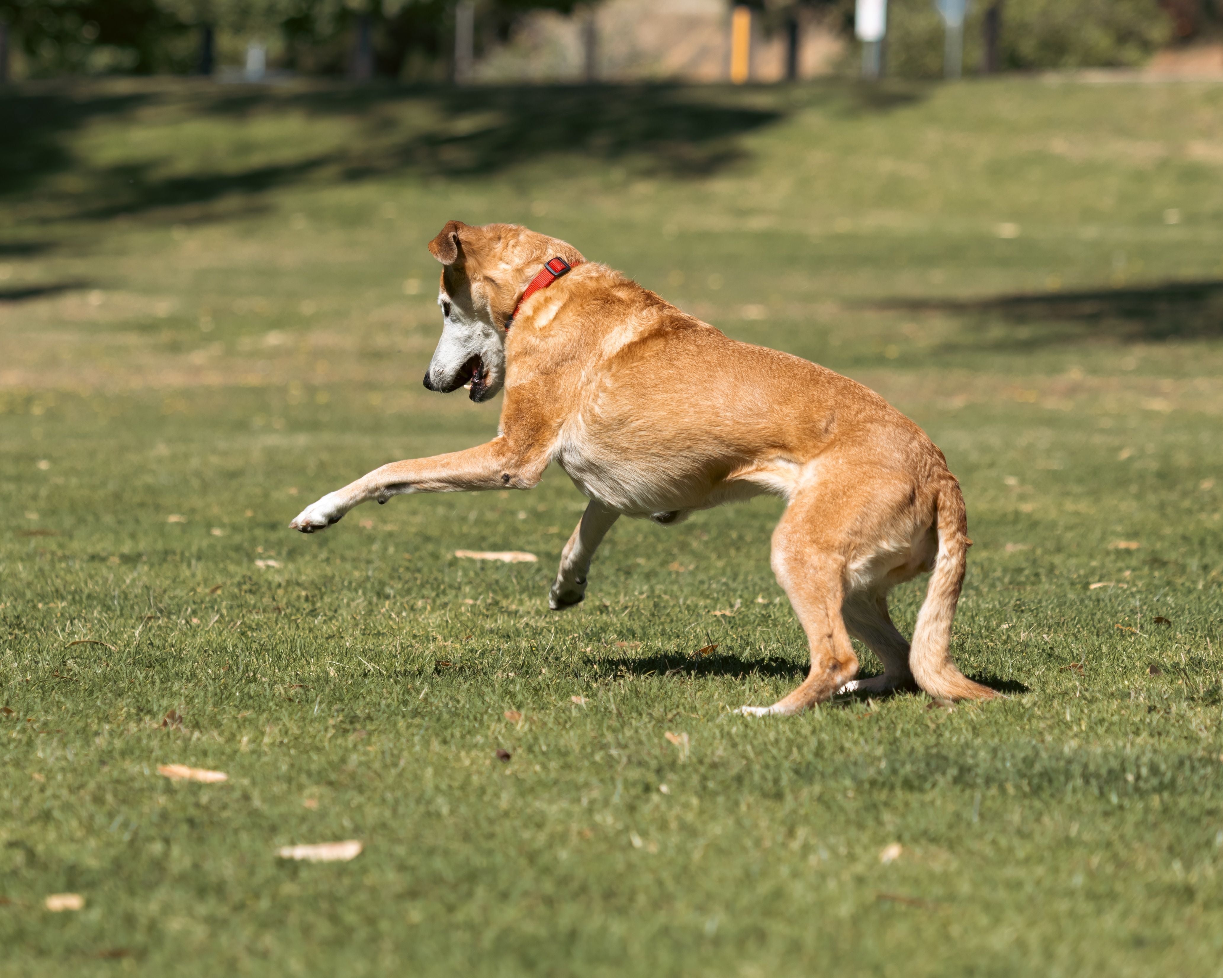signs-of-hip-dysplasia-in-dogs-early-symptoms