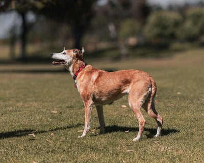 best-yeast-supplement-for-dogs-compared