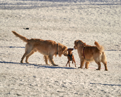 green-lipped-mussel-vs-fish-oil-large-breed-puppies