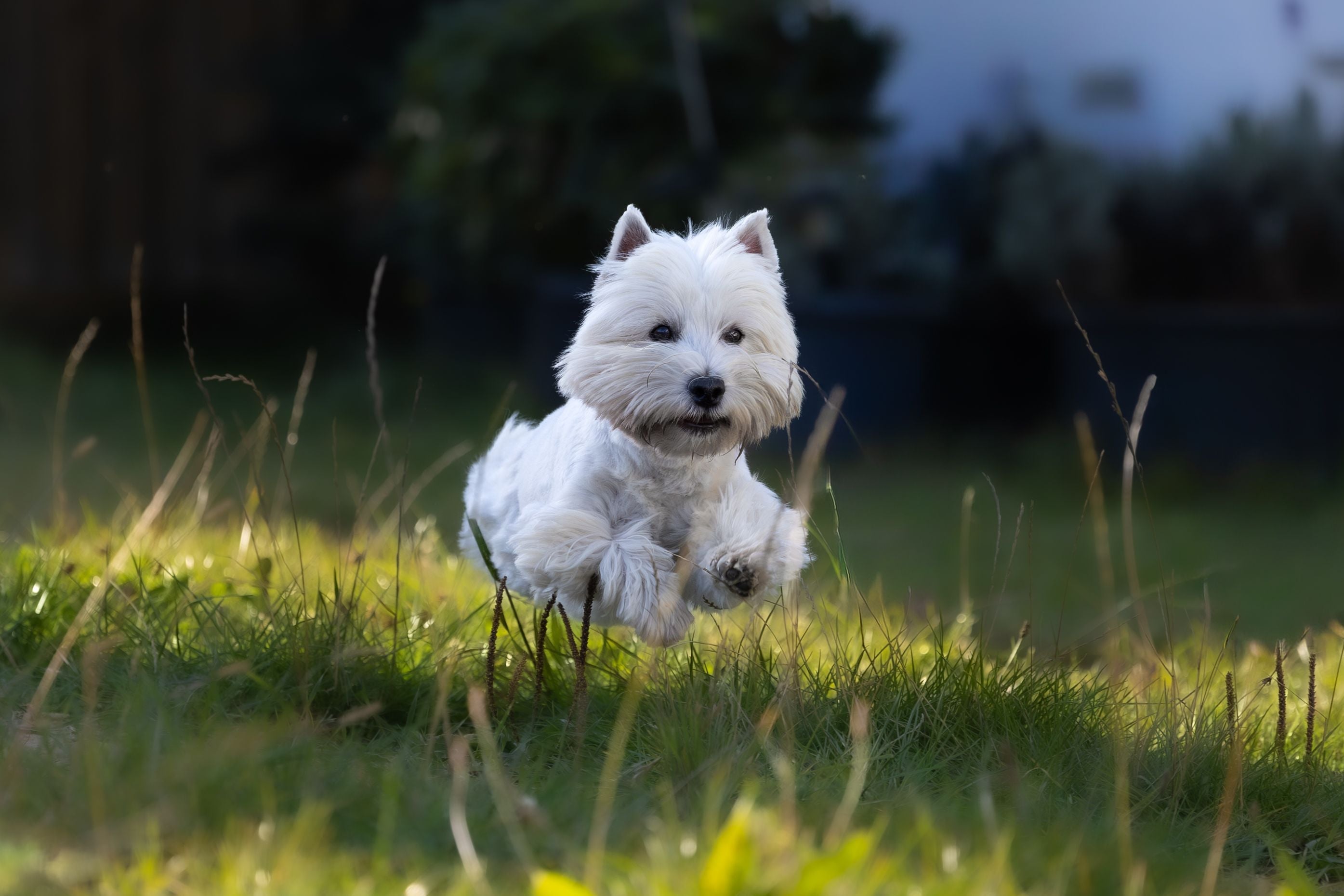 West Highland White Terrier