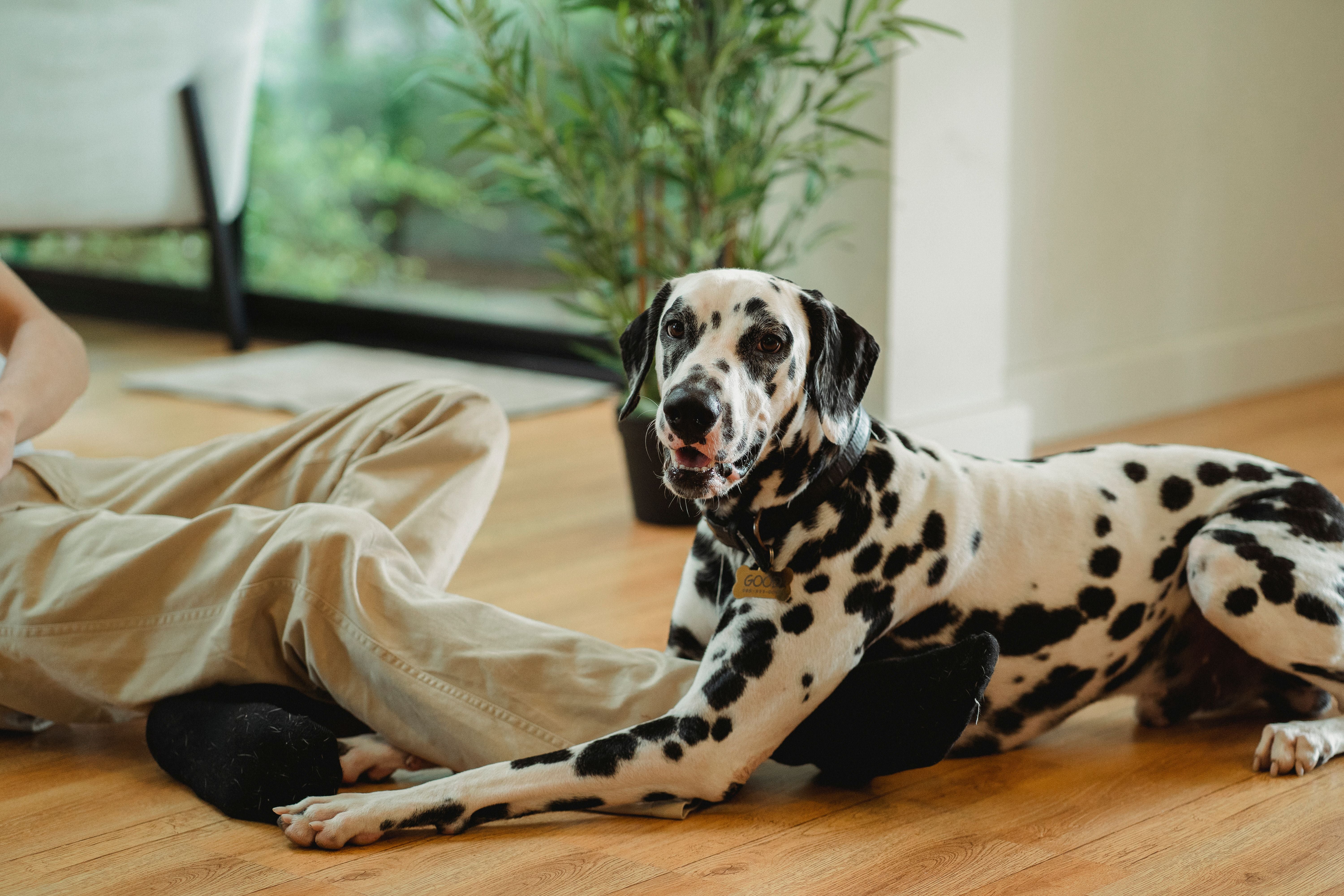 Why Does My Dog Keep Getting Yeast Infections? 5 Root Causes Explained