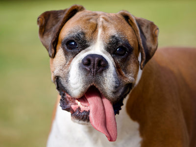 boxer