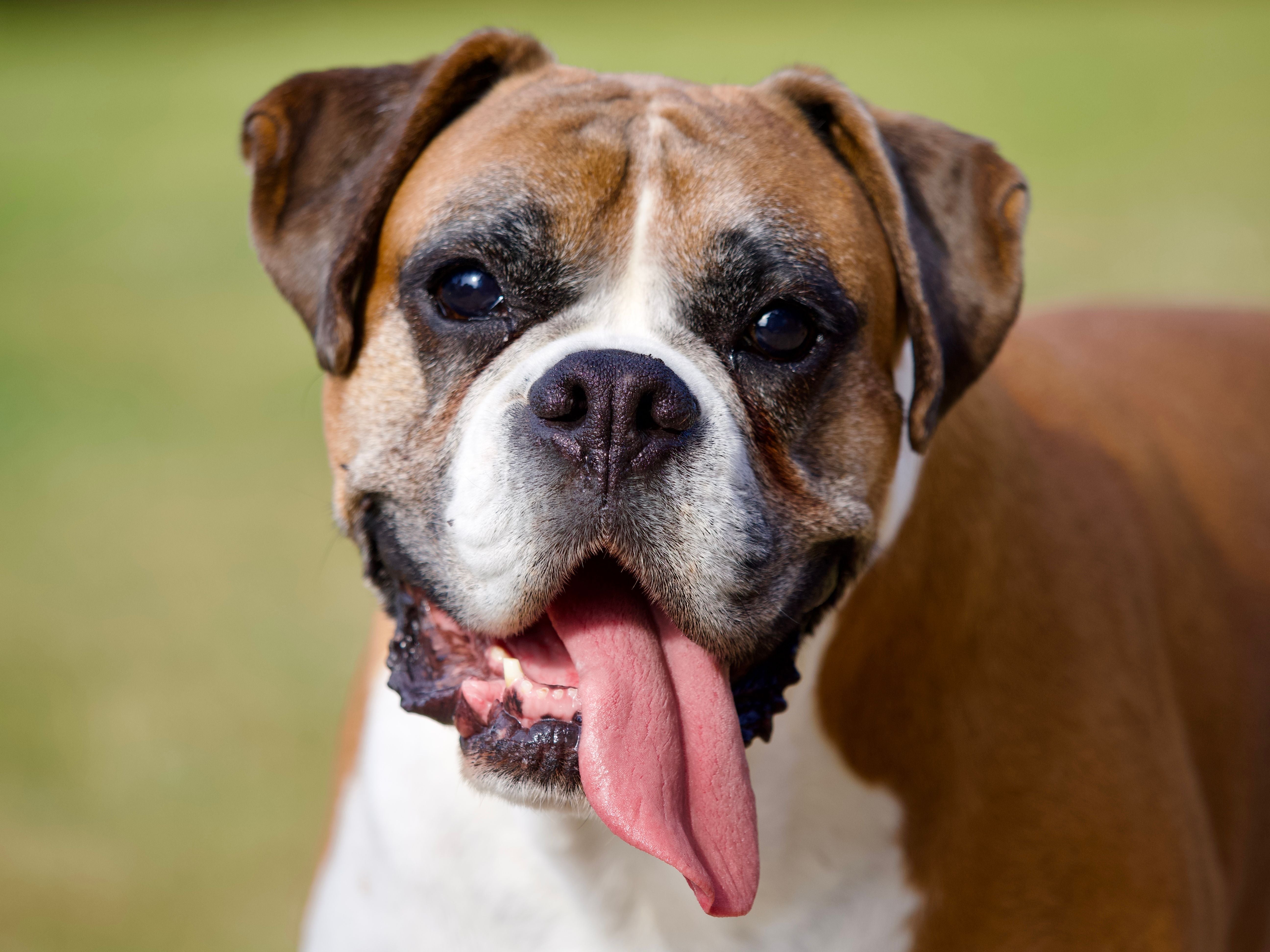 boxer