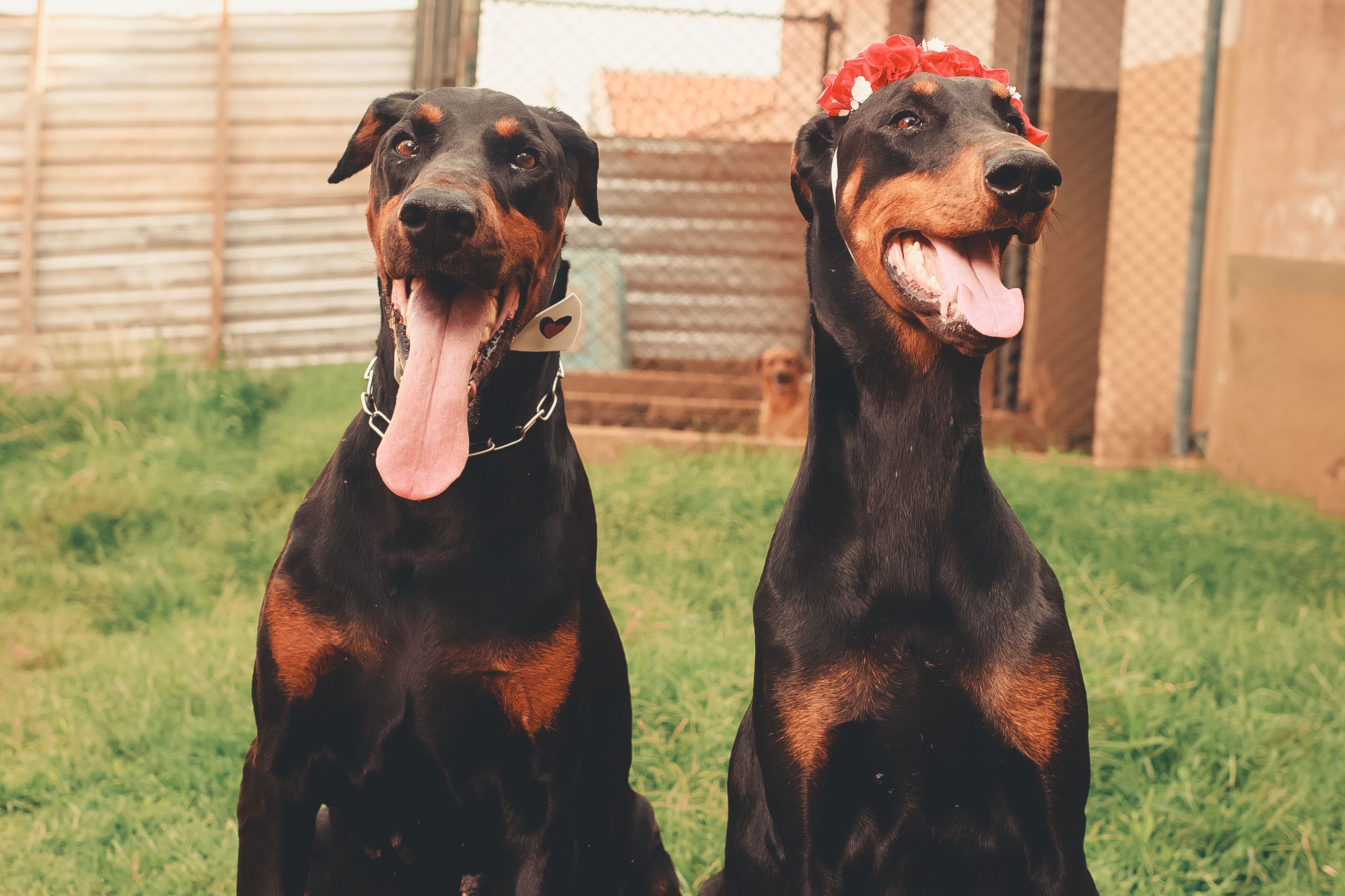 Doberman
