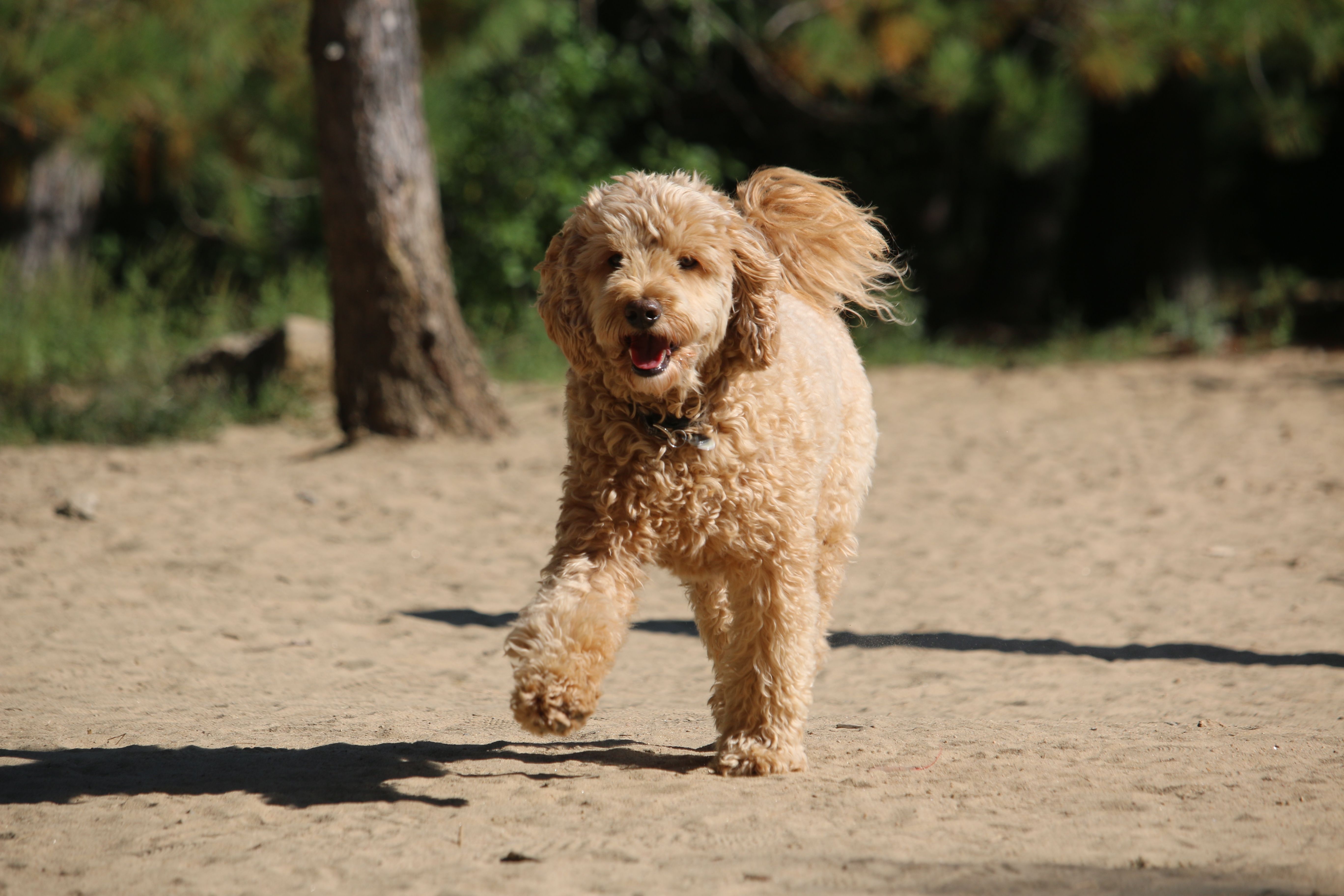vitamin-c-large-breed-puppies-collagen-synthesis