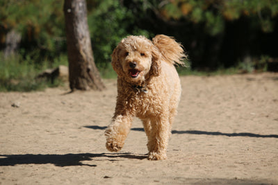 Dog with clear healthy skin — YeastGuard reviews by Pawganix