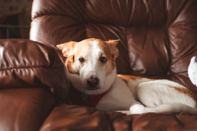 Pawganix dog on leather couch