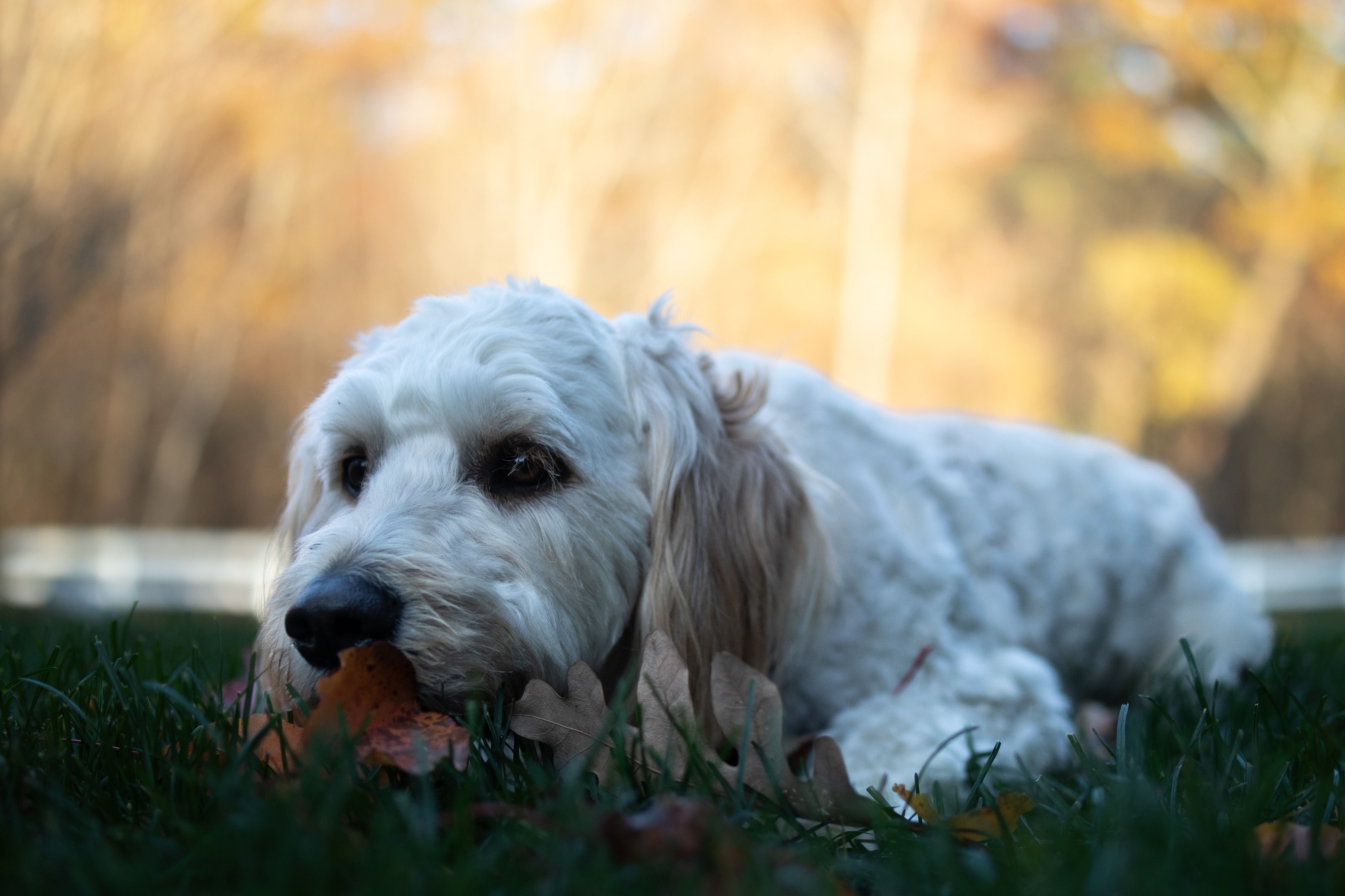 dog fall season
