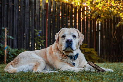 Large breed puppy healthy and active outdoors in sunlight
