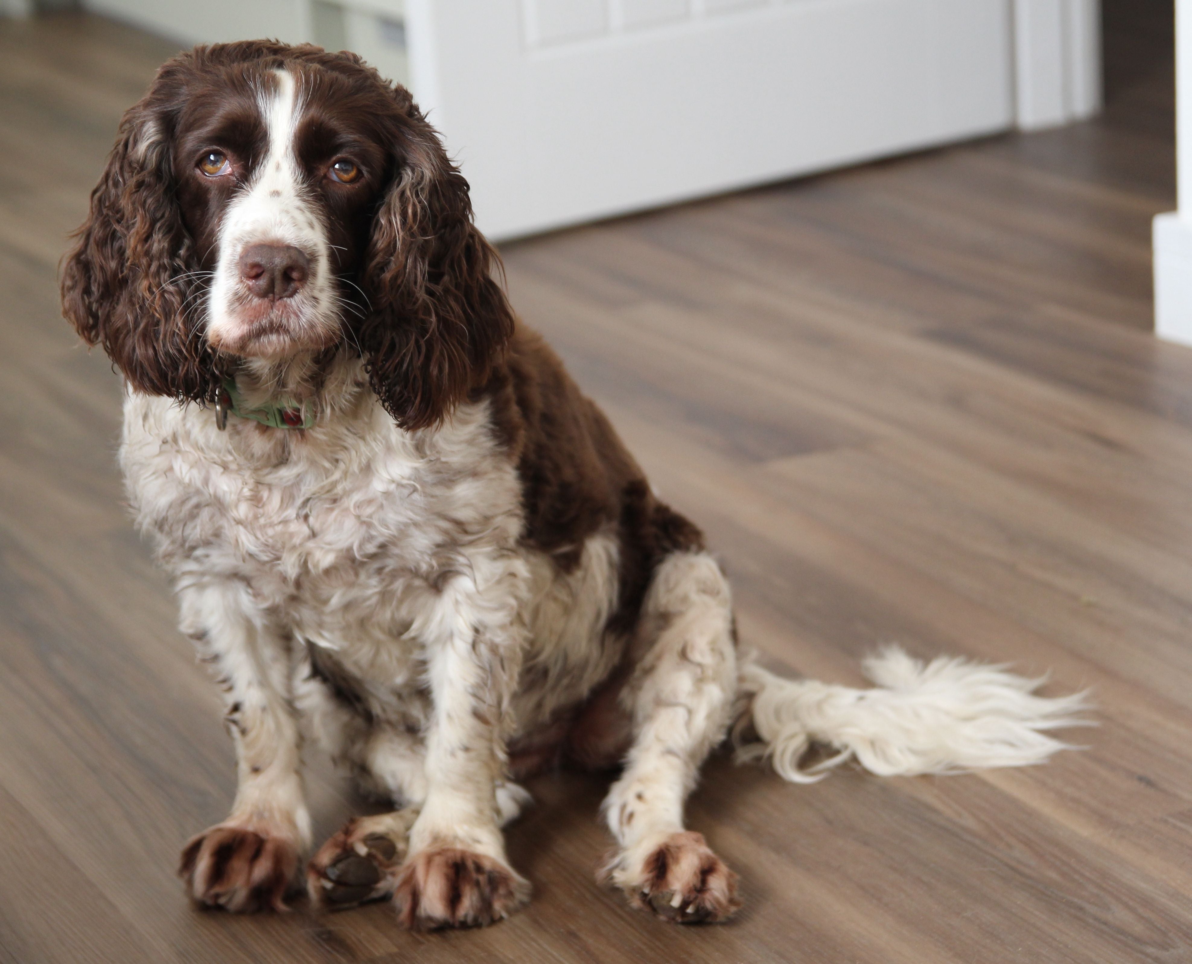 Springer Spaniel