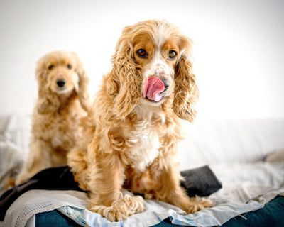 Cocker Spaniel