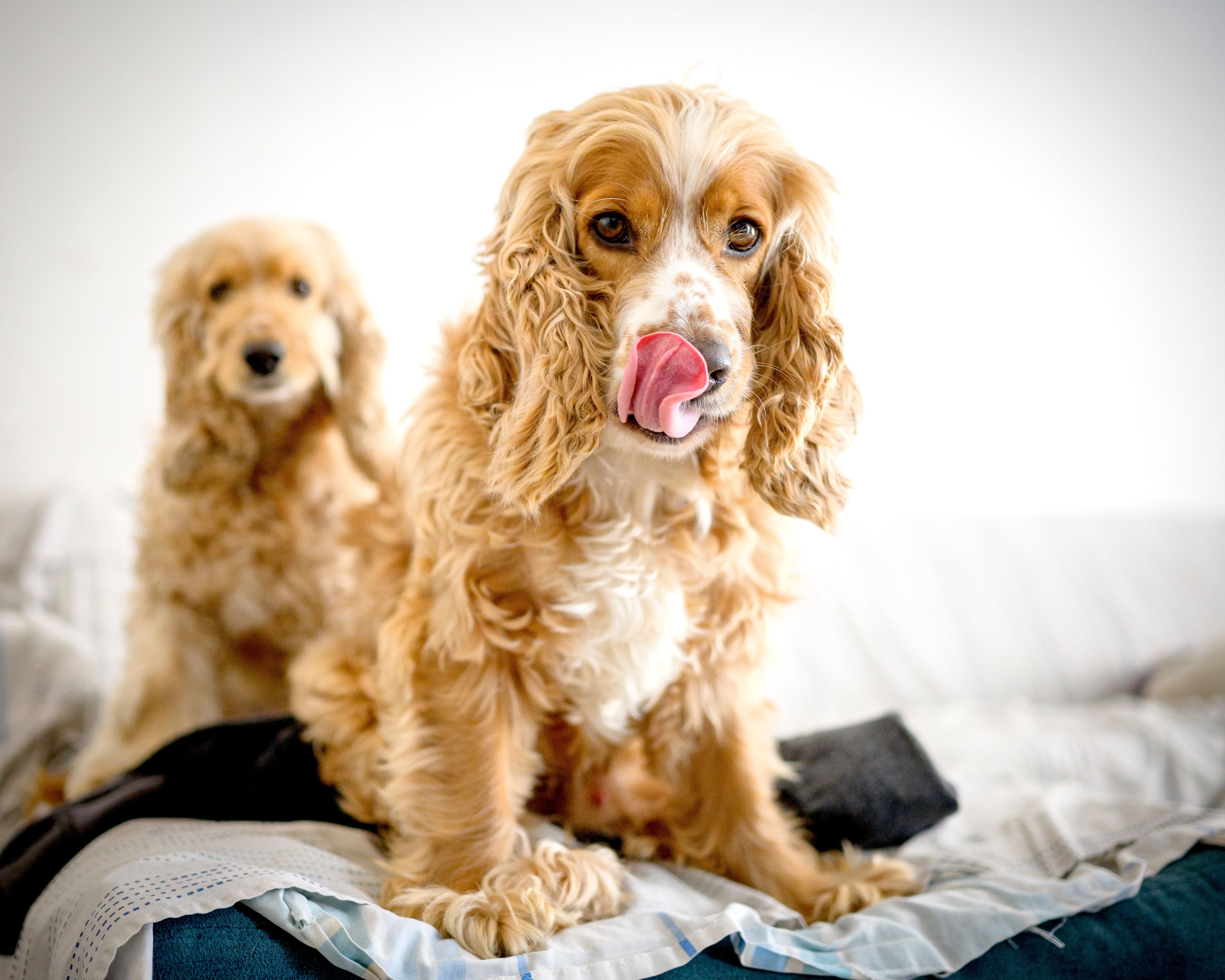 Cocker Spaniel