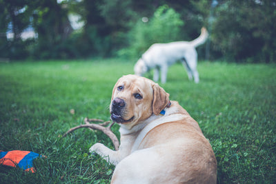 When Is a Dog Senior? What Actually Changes | Pawganix