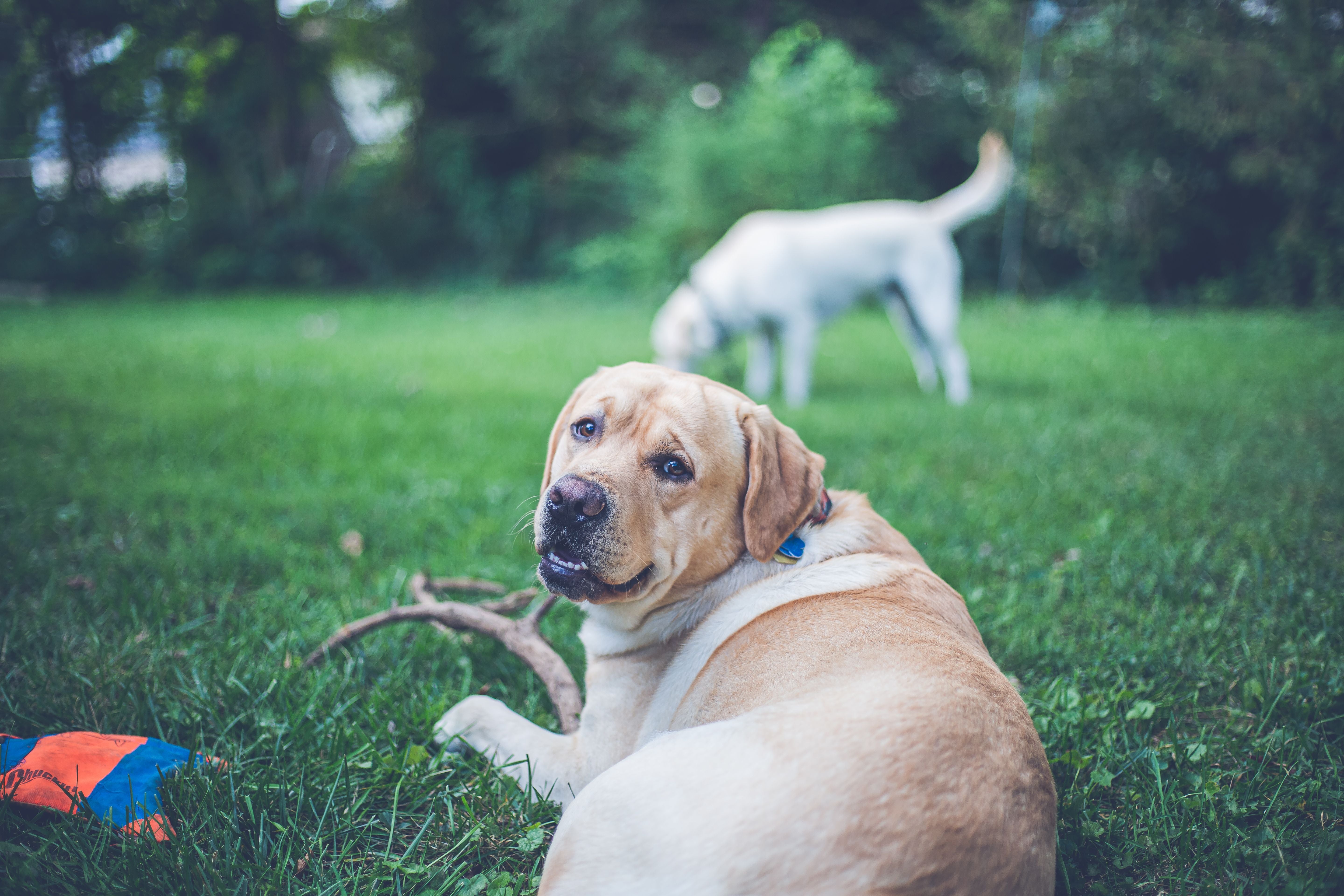 The Gut-Ear Connection in Dogs | Pawganix