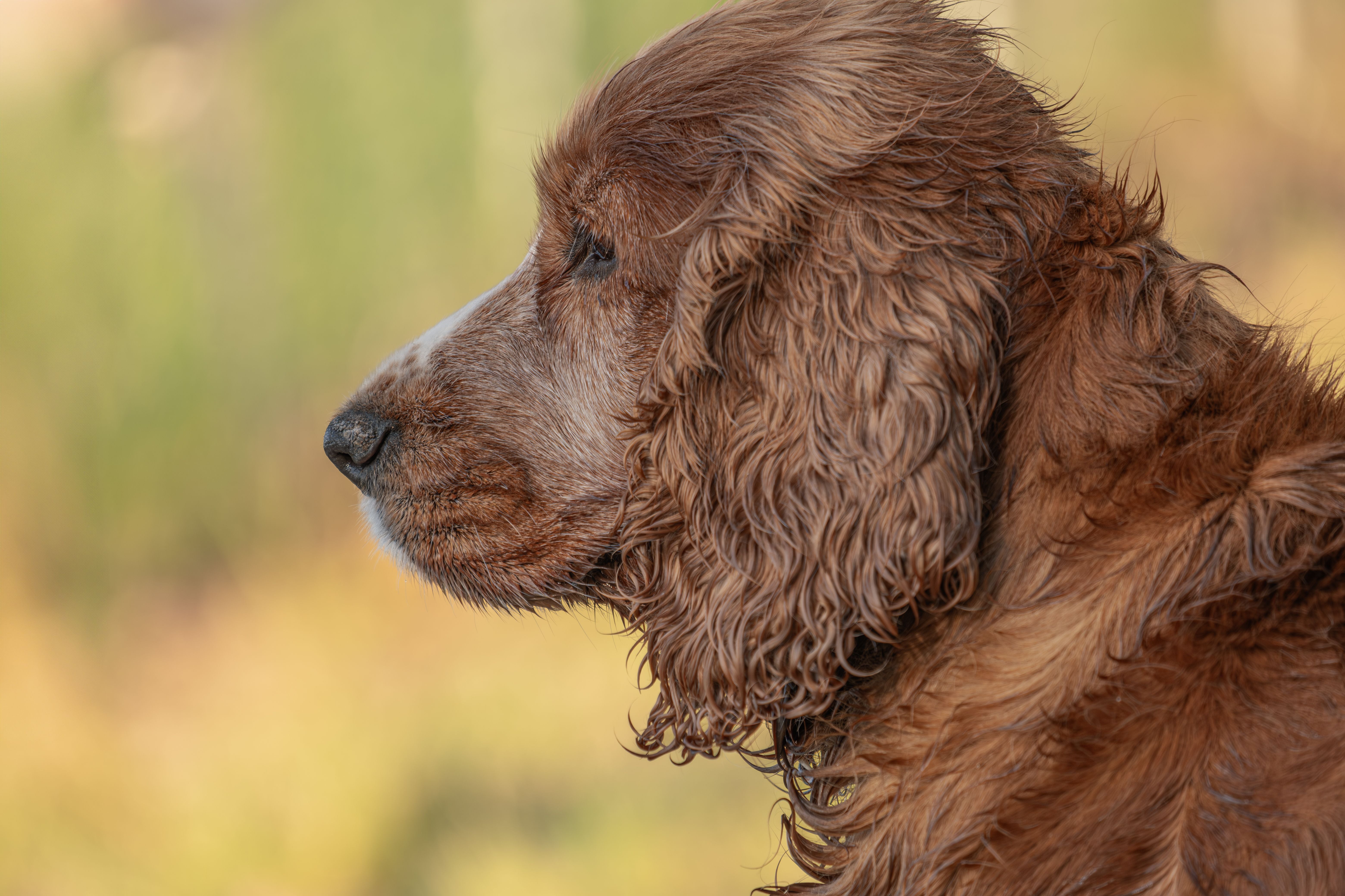 When to Neuter a Large Breed Dog: Joint Health Facts | Pawganix