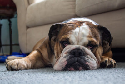 Dog Itching But No Fleas: 8 Other Causes You Need to Check