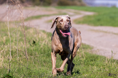 Best Joint Supplements for Large Breed Puppies | Pawganix