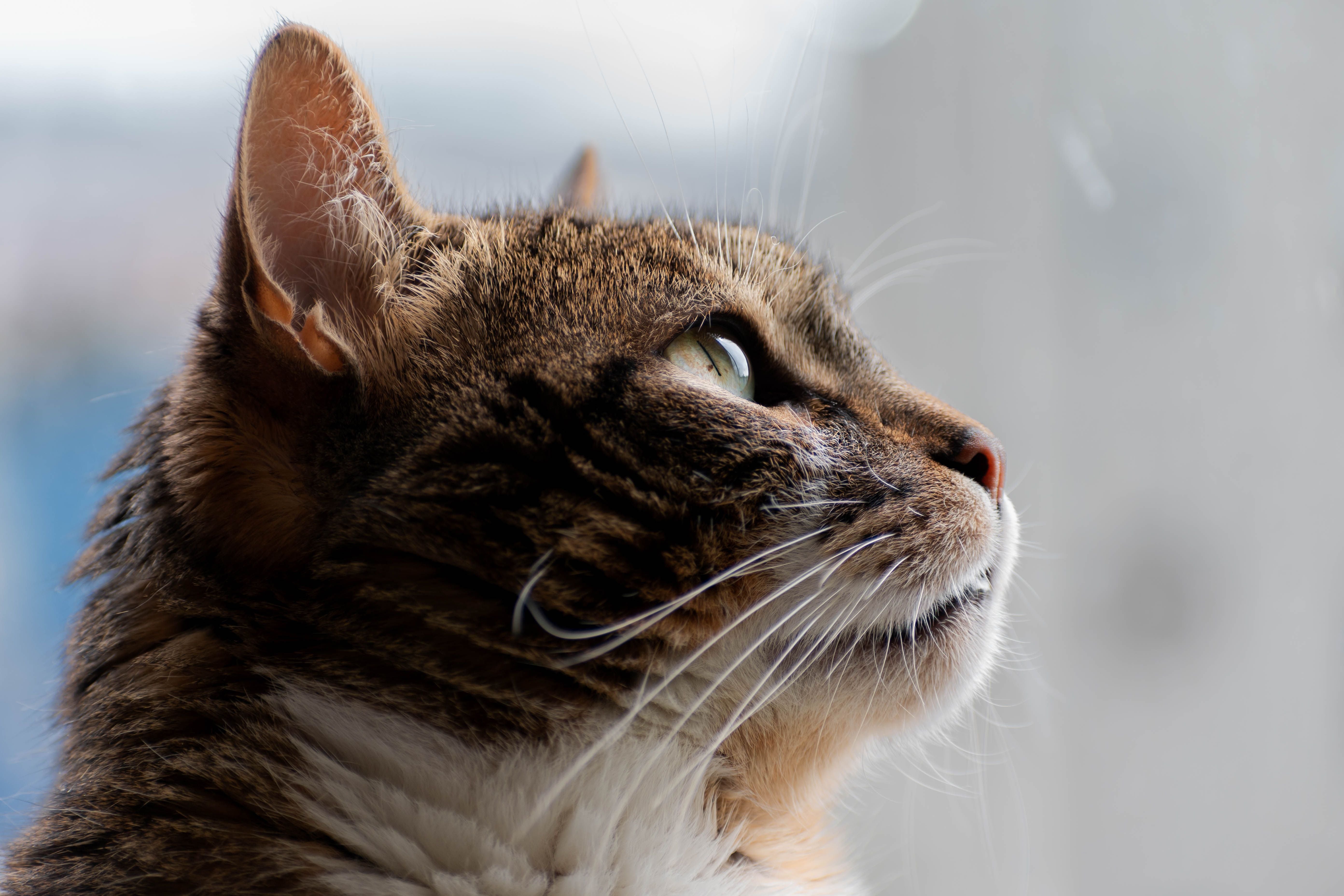 Tabby house cat sitting by a window, alert and watching