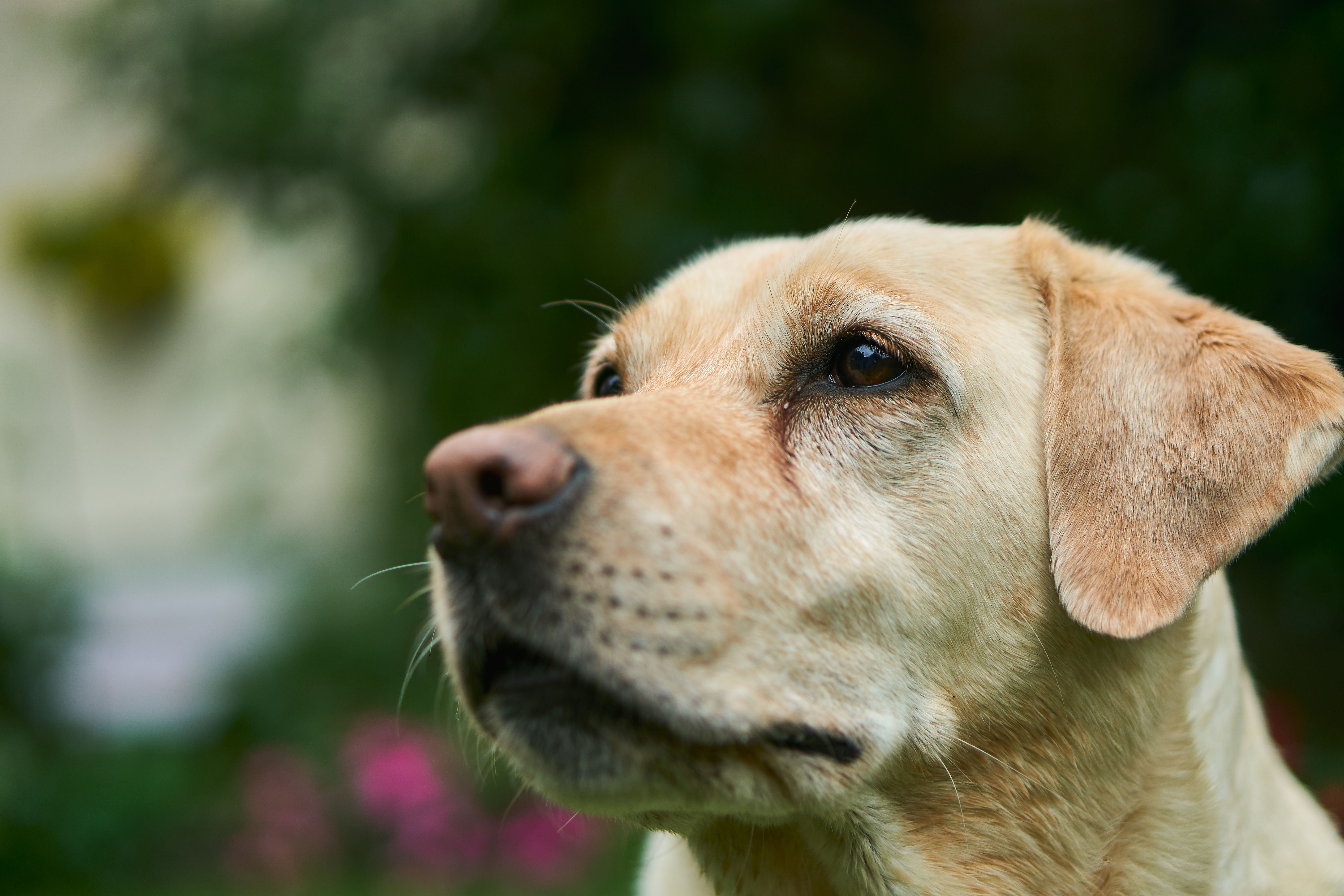 When to Start Joint Supplements for Large Breed Puppies: The Timing Guide