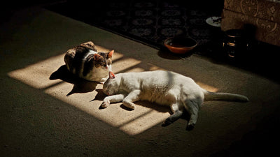 Two cats resting peacefully together indoors