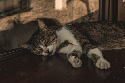Tabby cat sleeping calmly on a wooden window sill
