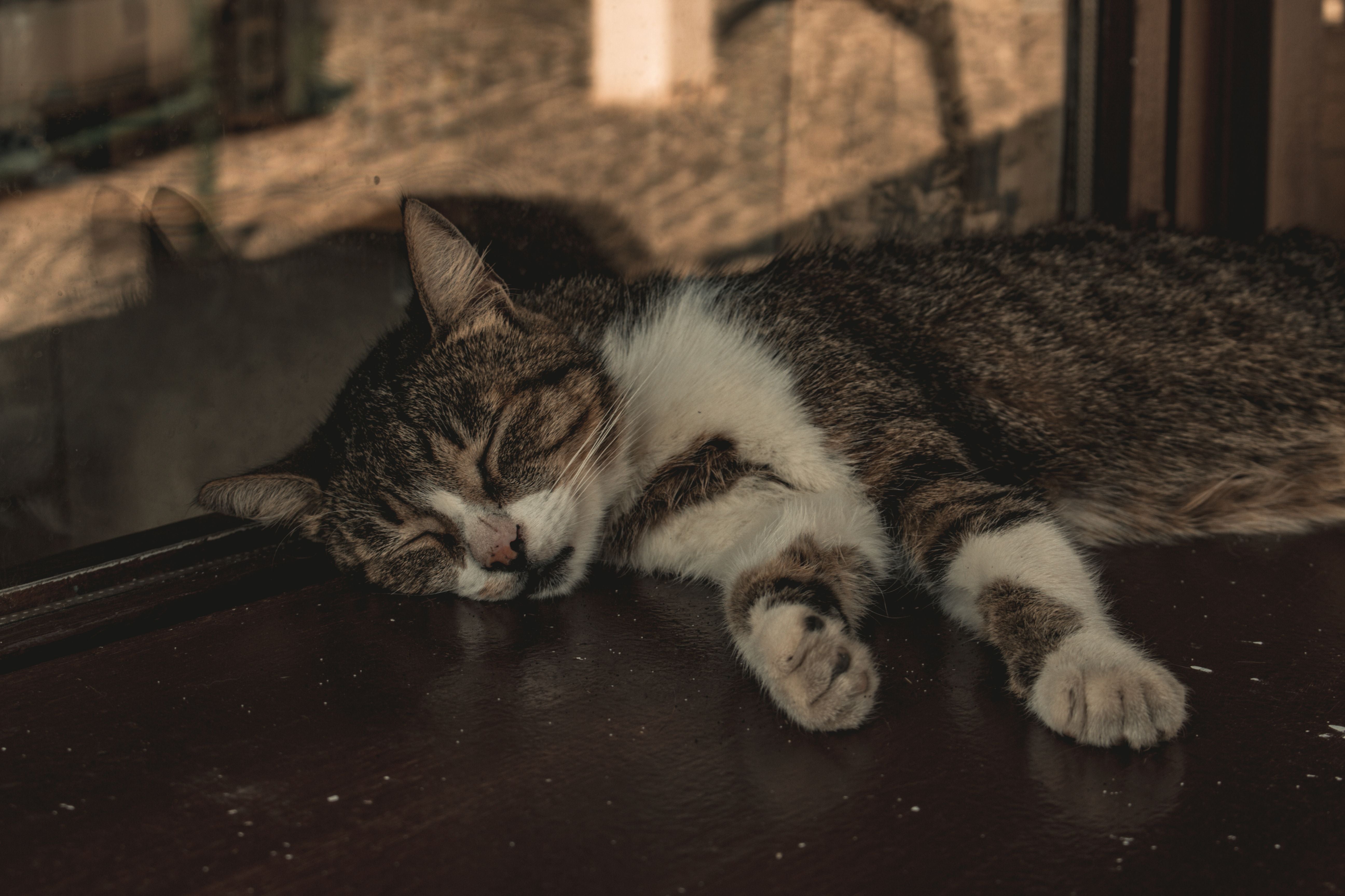 Tabby cat sleeping calmly on a wooden window sill