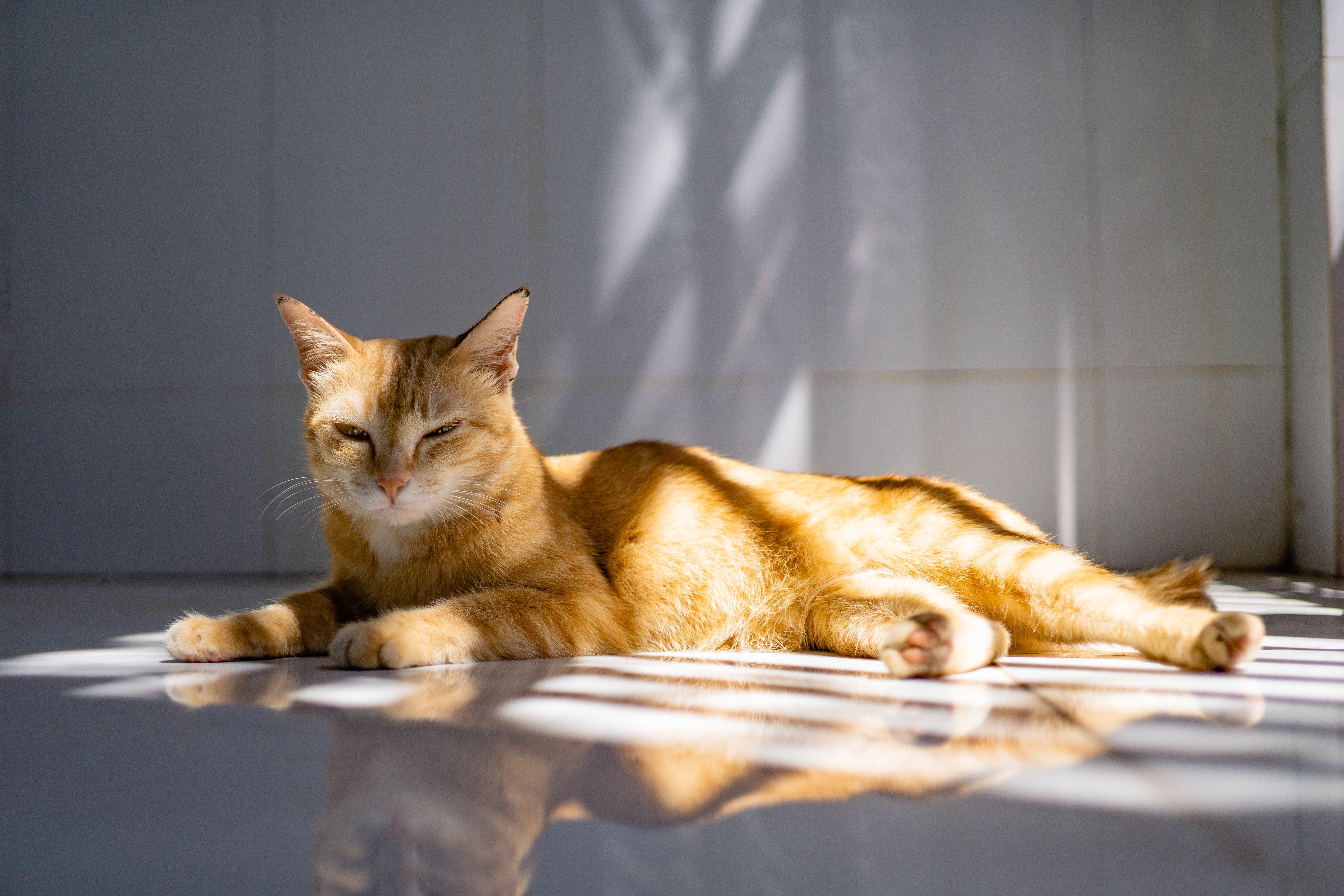 Orange tabby cat resting calmly inside an open pet carrier