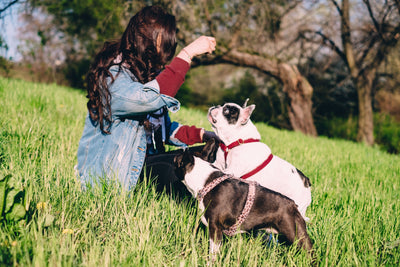 A woman enjoys a sunny day in the park with two French Bulldogs, creating a serene outdoor scene