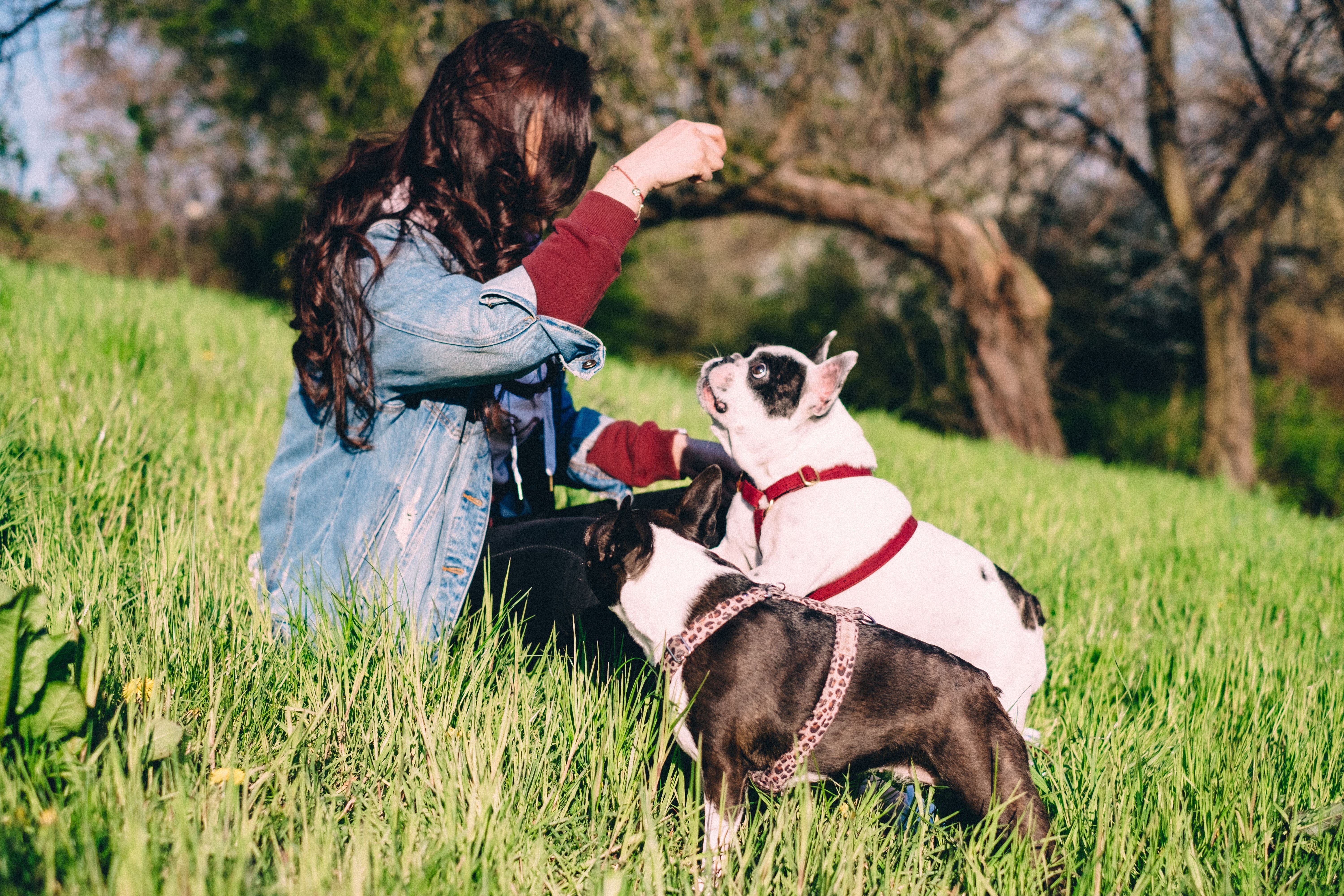 A woman enjoys a sunny day in the park with two French Bulldogs, creating a serene outdoor scene
