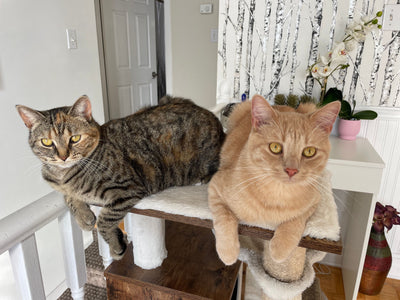 Two cats relaxing calmly in a living room