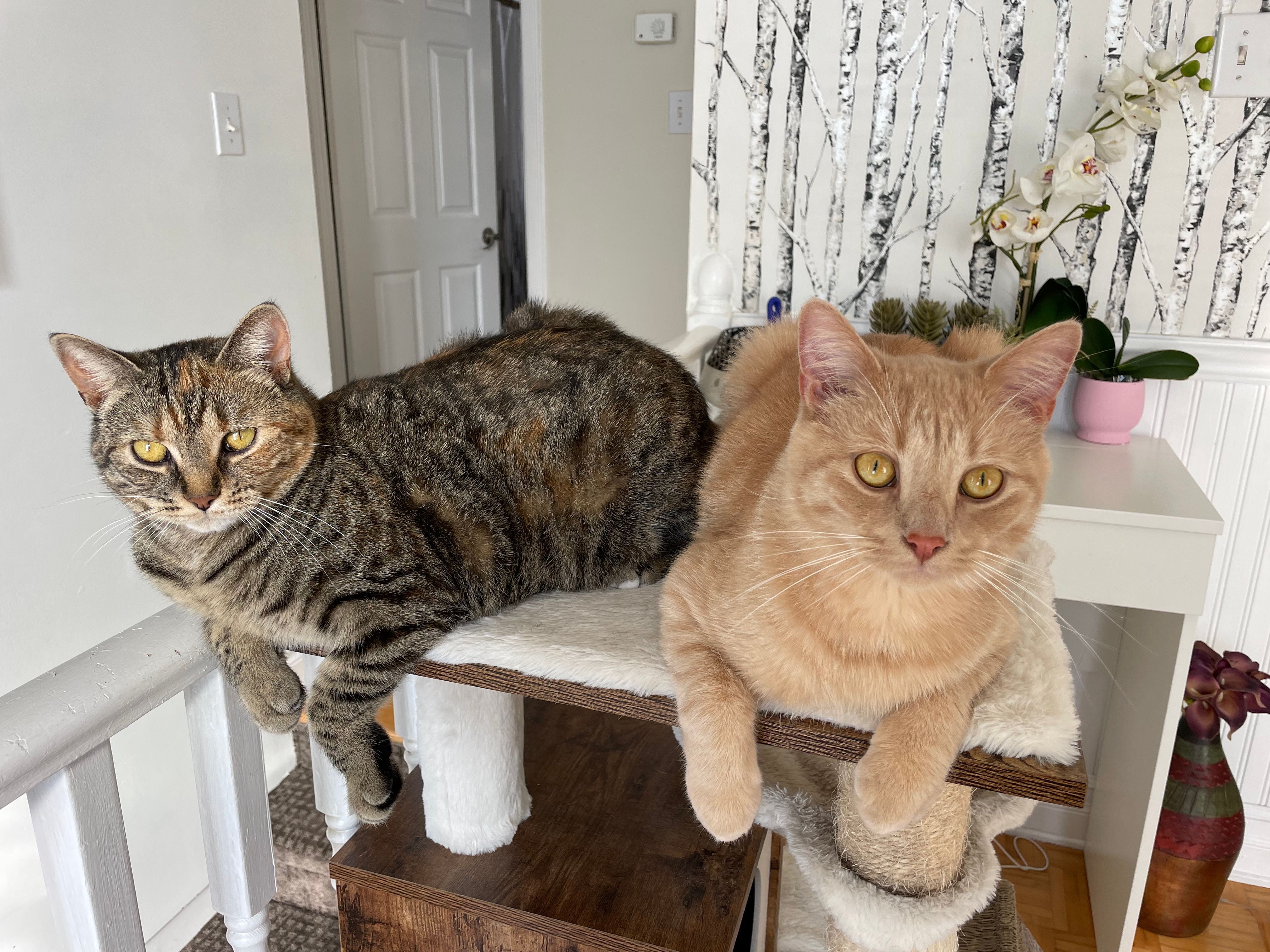 Two cats relaxing calmly in a living room