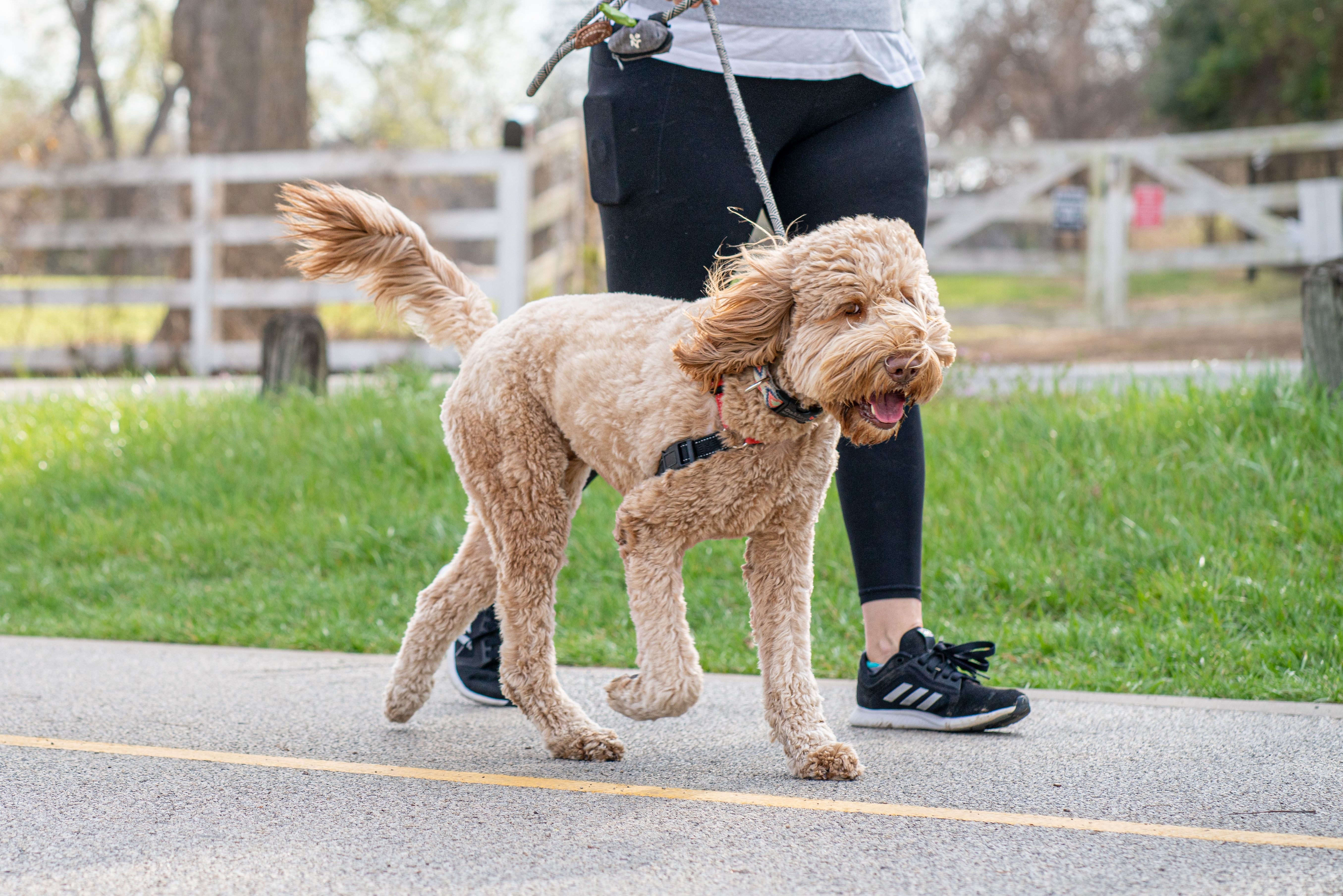 Labradoodle