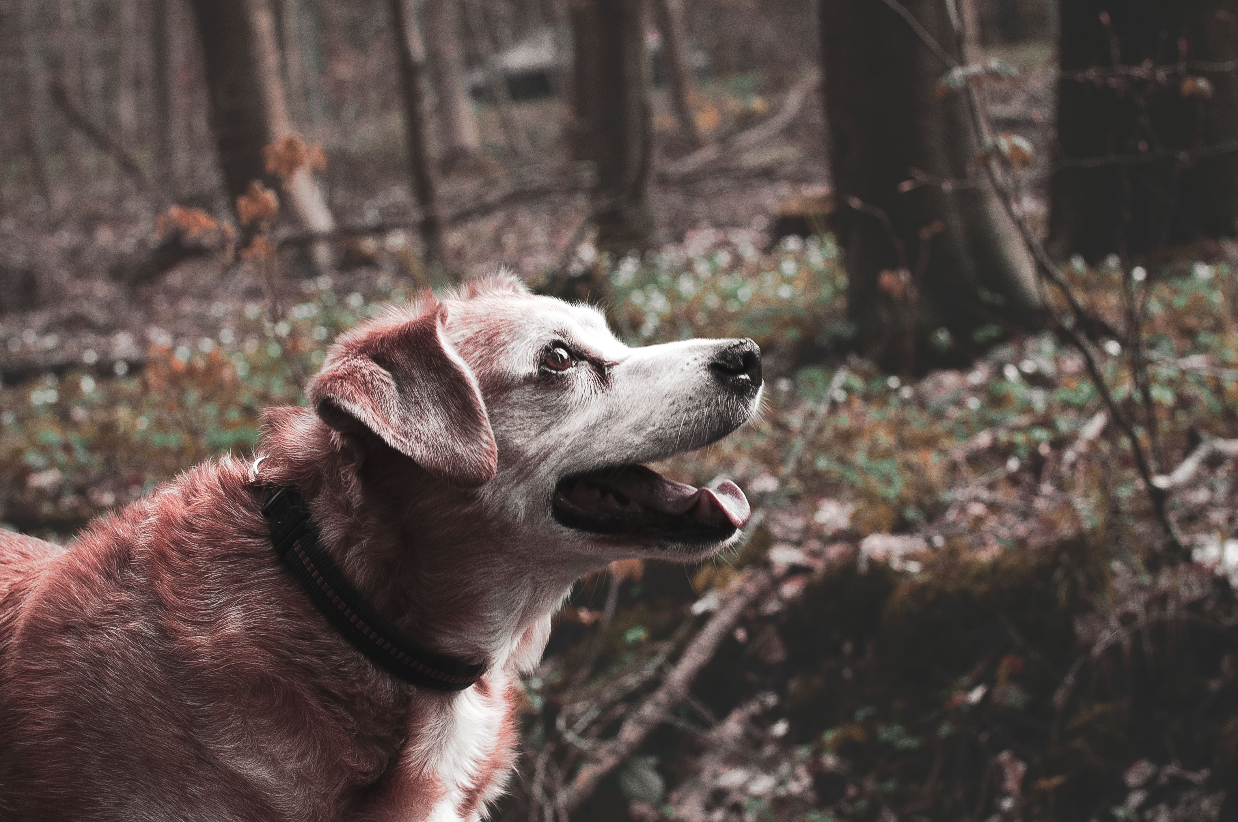 senior dog