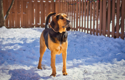 bloodhound