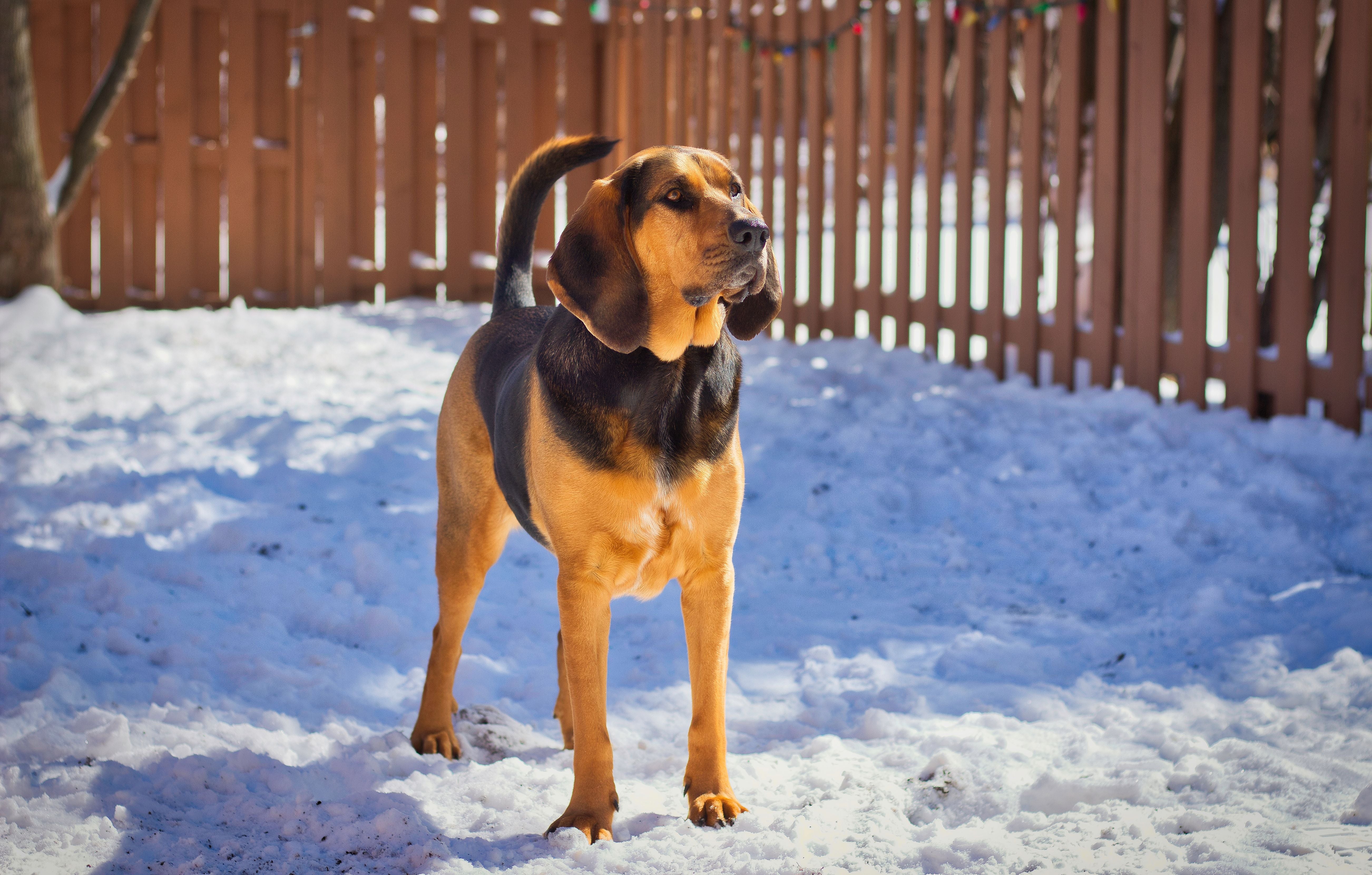 bloodhound