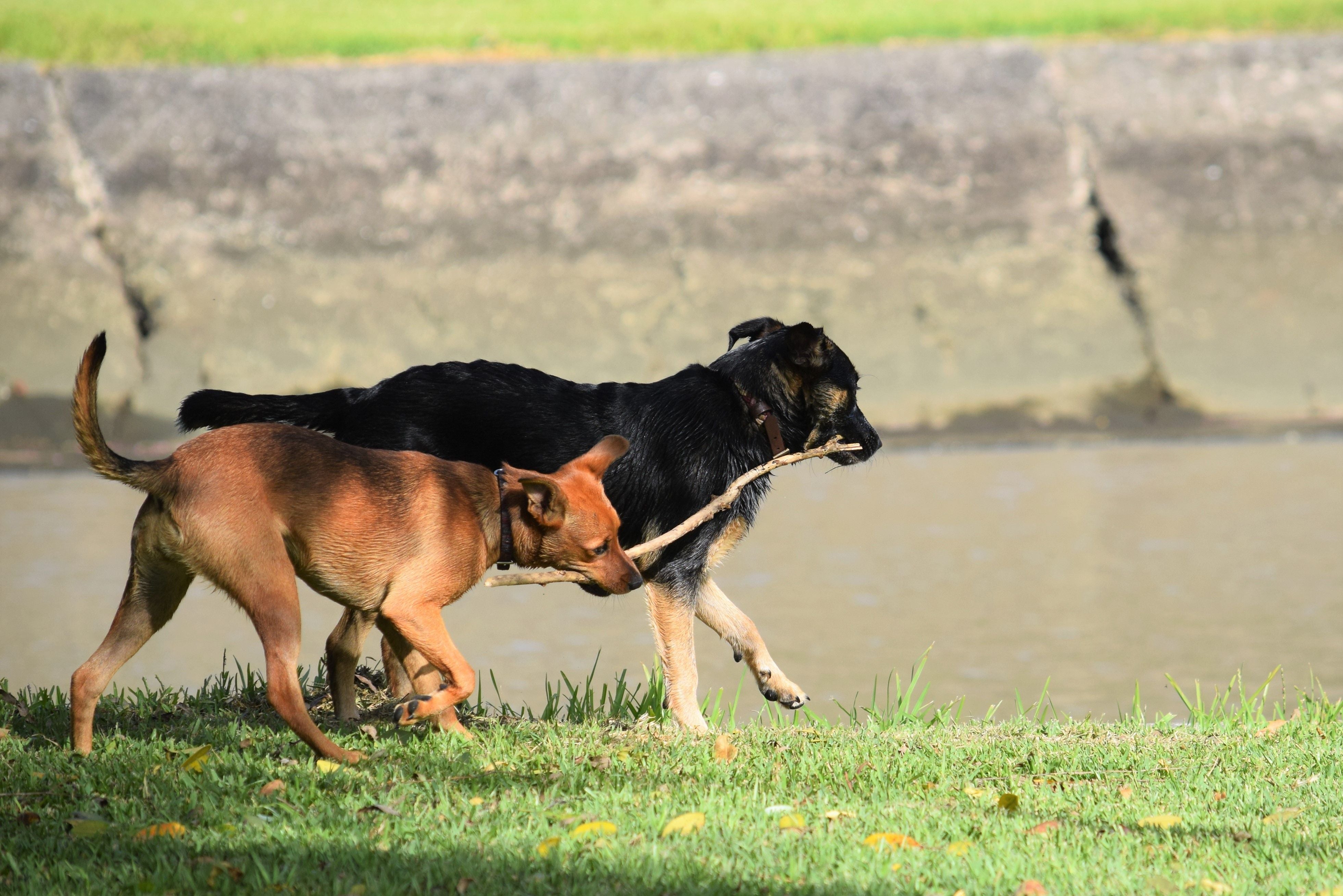Two dogs playing with a stick by the river, showcasing fun and companionship