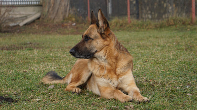 German Shepherd