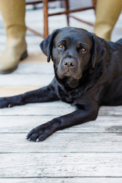 Labrador Retriever 