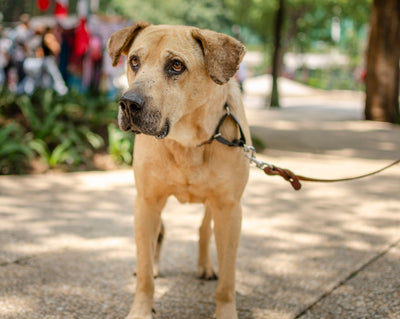 A large dog standing on a sunny park path, looking attentive and calm.