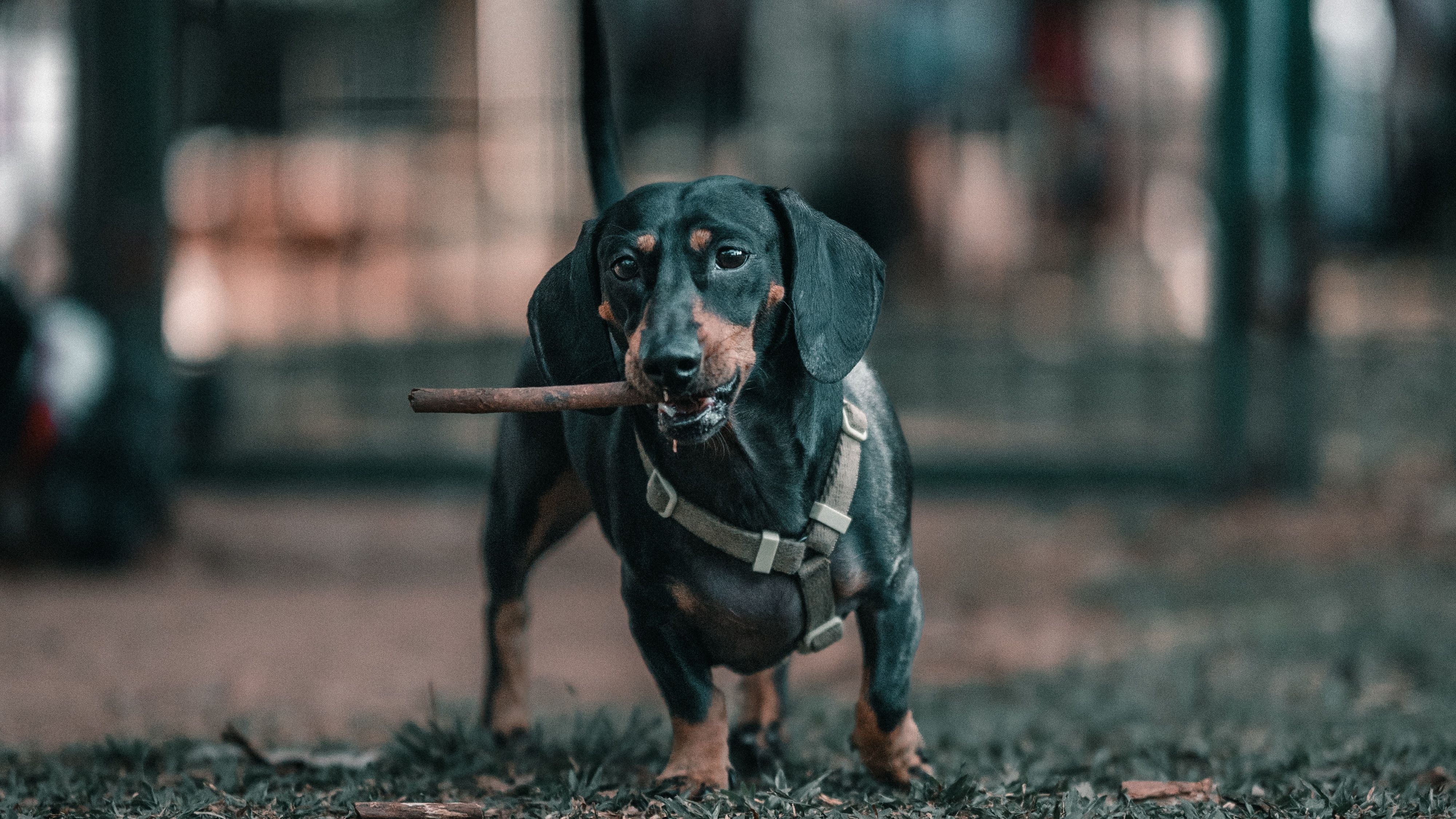 dachshund