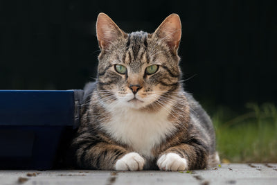 Calm cat relaxing on floor looking at camera