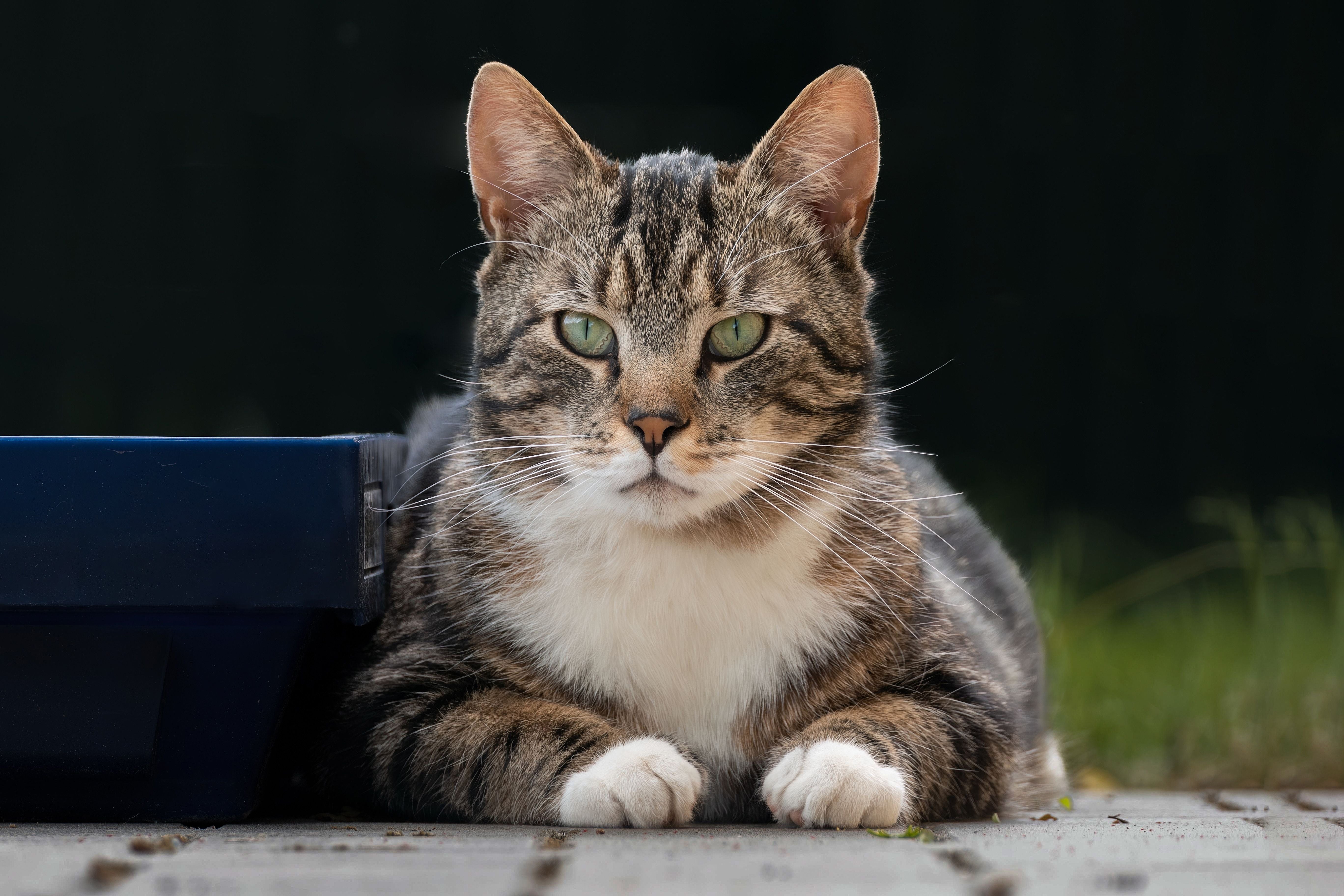 Calm cat relaxing on floor looking at camera