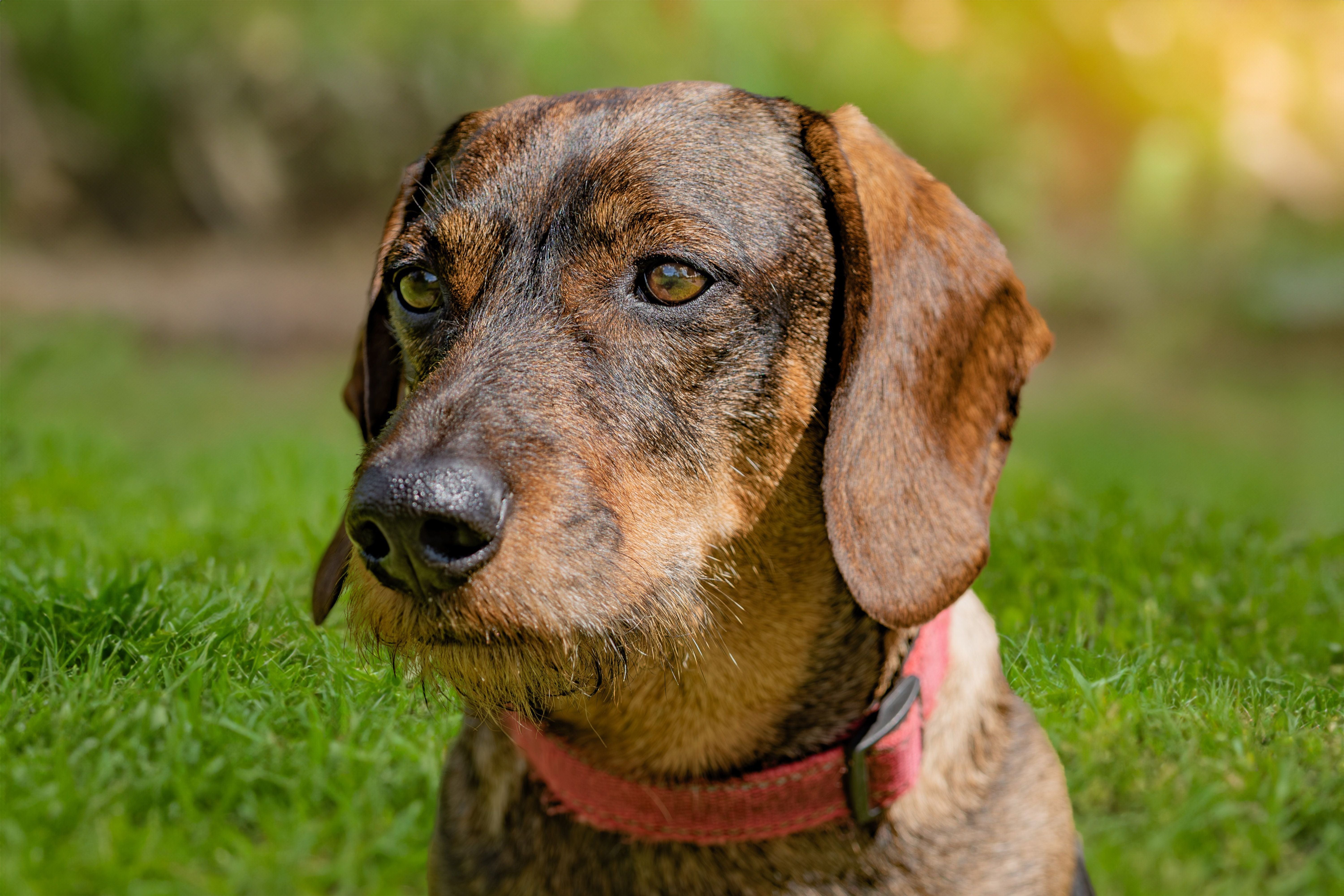 Dachshund